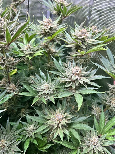 Nahaufnahme von mehreren Cannabis-Pflanzen in der Blütephase, mit dicht gepackten Blüten und Trichomen.