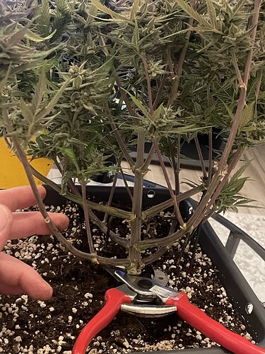 Growreport Bild 3