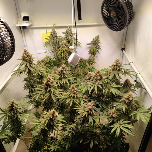 Growreport Bild 2
