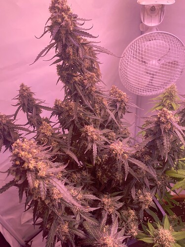 Growreport Bild 7