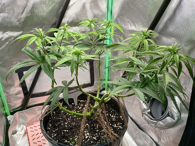 Growreport Bild 3