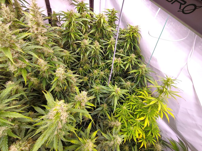 Growreport Bild 64