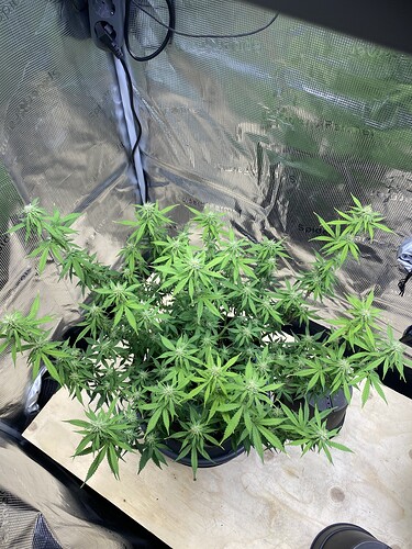 Growreport Bild 38