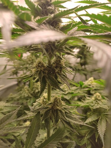 Growreport Bild 5