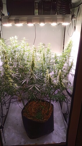 Growreport Bild 1