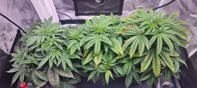 Growreport Bild 16
