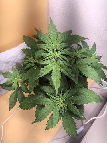 Growreport Bild 3