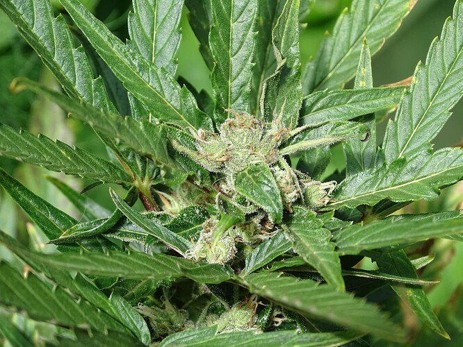 Growreport Bild 12