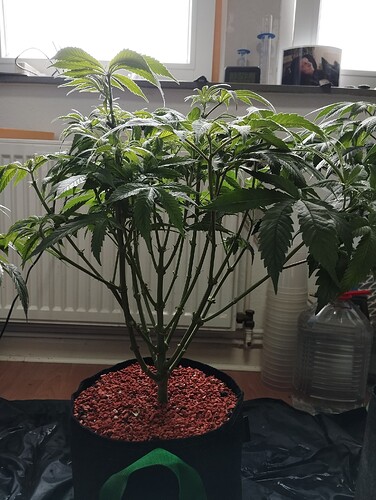 Growreport Bild 4