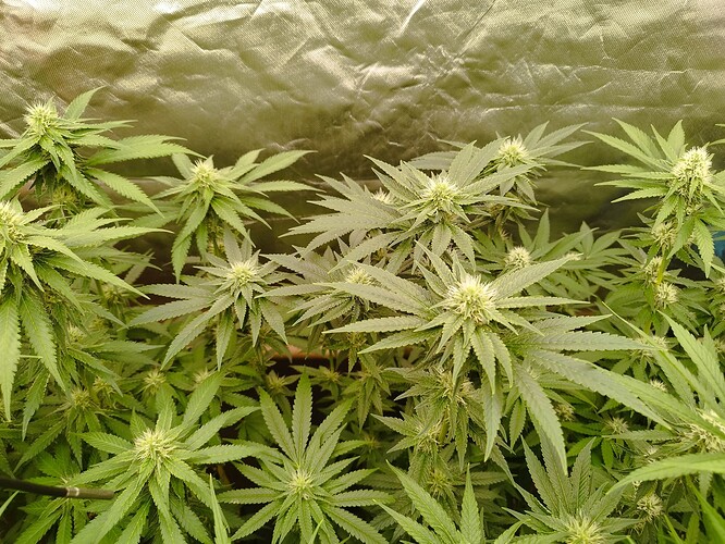 Mehrere junge Cannabispflanzen mit beginnender Blütenbildung in einer Growbox.