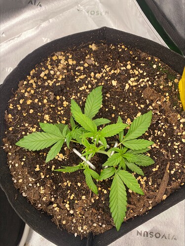 Growreport Bild 4