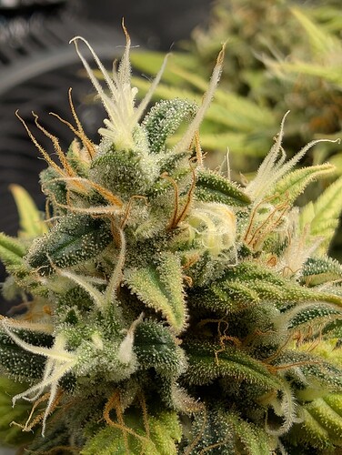 Growreport Bild 2