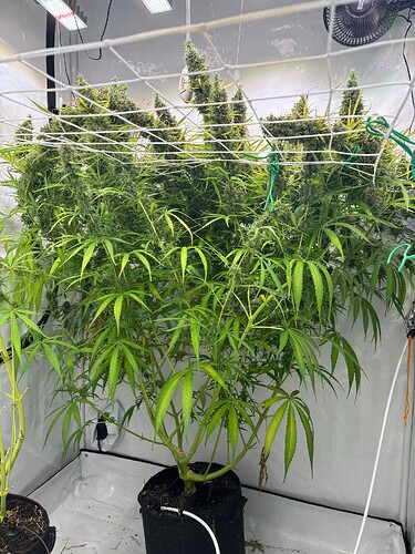 Growreport Bild 2