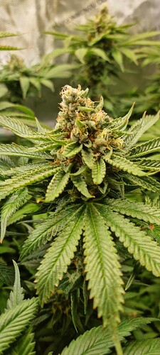 Growreport Bild 20