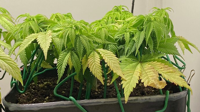 Growreport Bild 15