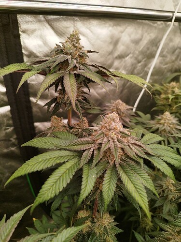 Growreport Bild 31