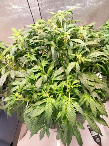 Growreport Bild 2