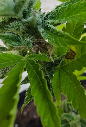 Growreport Bild 6