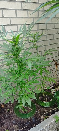 Growreport Bild 11