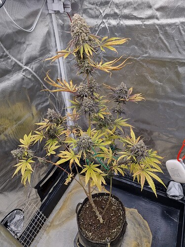 Eine blühende Cannabispflanze in einem Zelt, mit dicken, violett-grünen Blütenständen und gelben Blättern.