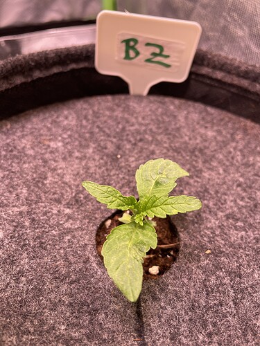 Growreport Bild 7