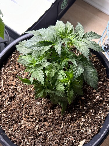 Growreport Bild 2