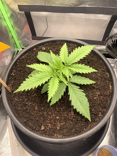 Growreport Bild 4