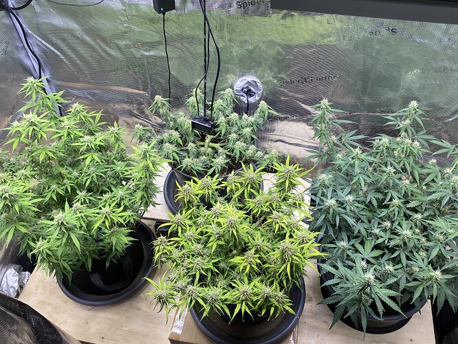 Growreport Bild 35