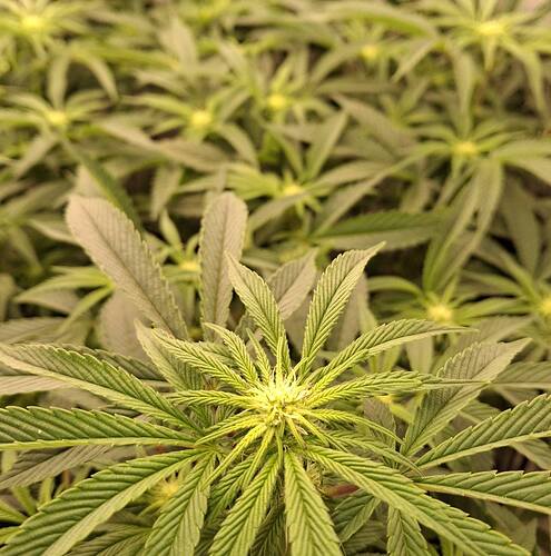 Growreport Bild 9