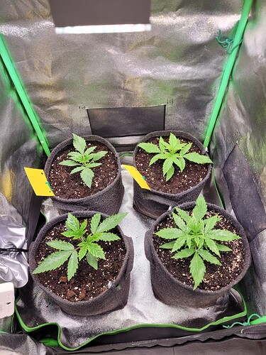 Growreport Bild 2