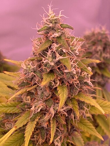 Growreport Bild 4