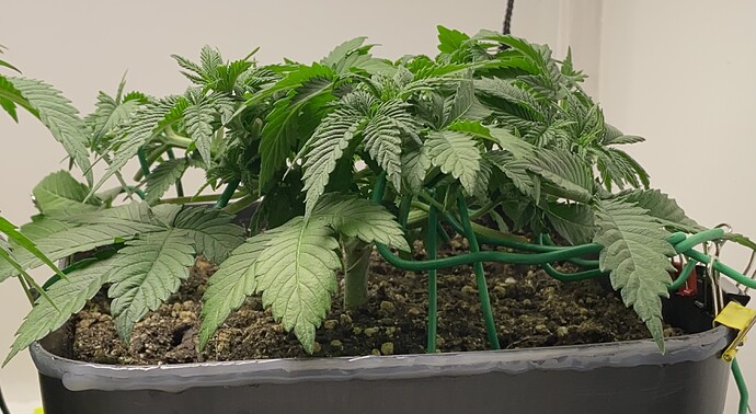 Growreport Bild 26