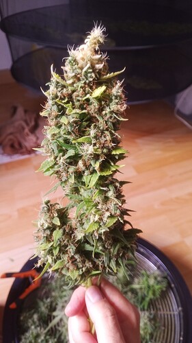 Growreport Bild 27