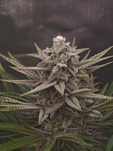 Growreport Bild 10