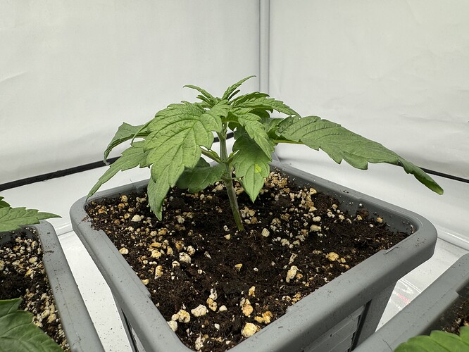 Growreport Bild 3