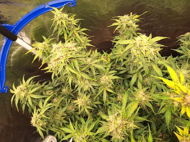 Growreport Bild 2