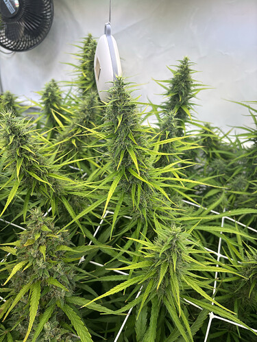 Growreport Bild 7