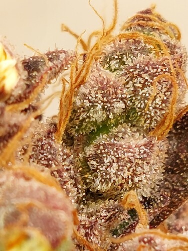 Growreport Bild 5