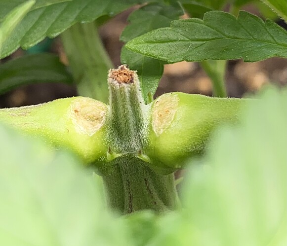 Growreport Bild 7