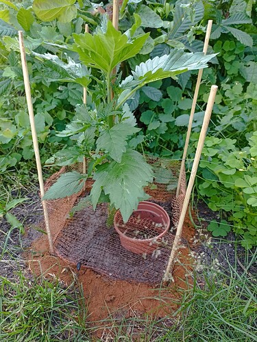 WhatsApp Bild 2025-06-21 um 18.34.22_f5d464d6