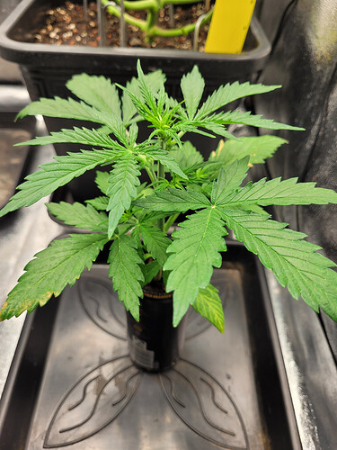 Growreport Bild 11