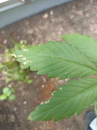 WhatsApp Bild 2025-07-02 um 11.26.25_d156be25