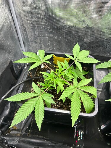 Growreport Bild 32