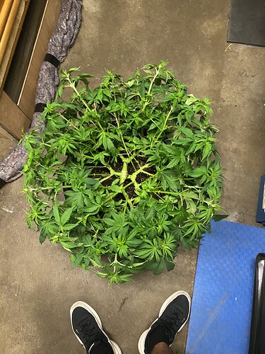 Growreport Bild 57