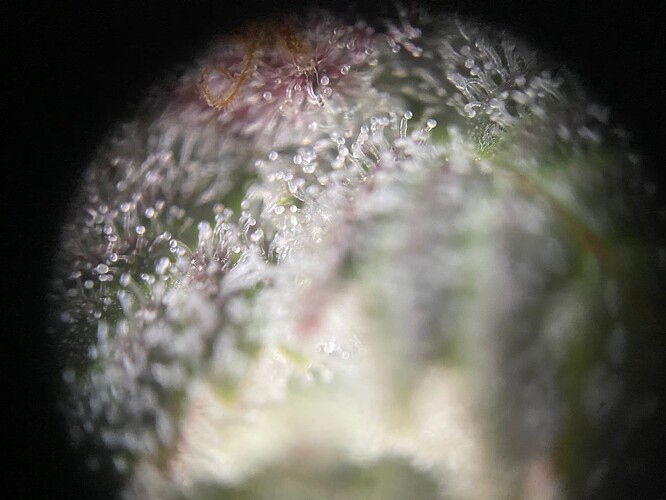 Growreport Bild 2