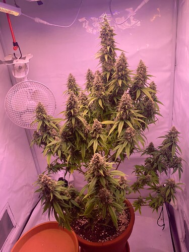 Growreport Bild 2
