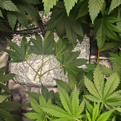 Growreport Bild 1