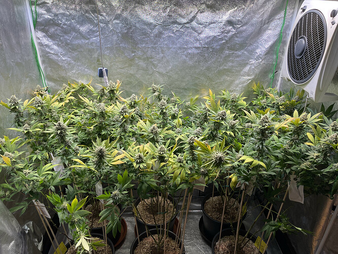 Growreport Bild 1