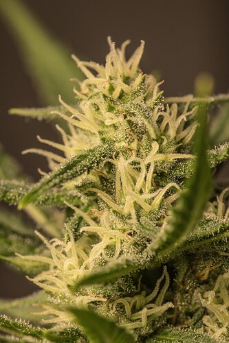 Growreport Bild 6