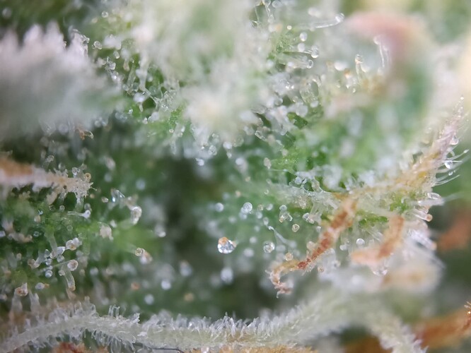 Growreport Bild 31